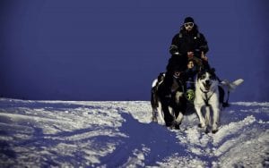 dog sledding fast