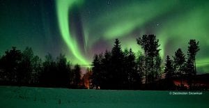 Northern lights behind trees arctic norway green blue purple