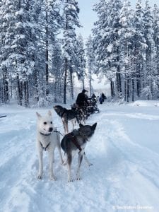 dog sledding snow trees white gray