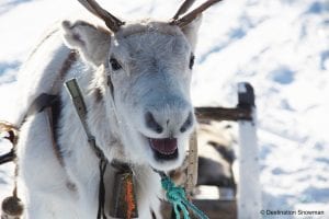 happy smiling reindeer snow white