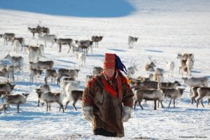 traditional Sami reindeer herd snow white