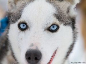 Smiling husky closeup with white face and staring icy blue eyes in Lyngen, Arctic Norway