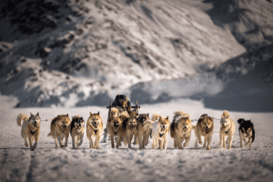 greenland dog sledding husky dogs