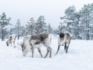 reindeer in the snow eating looking down looking at camera with trees sami storytelling