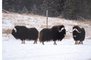 3 yukon canada in the snow