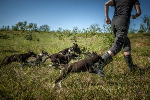 Dog training running and training Husky puppies in a field of grass