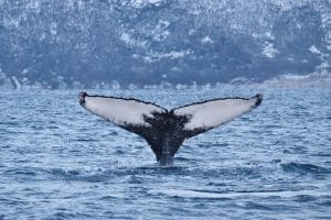 Whale Tail out of water in the sea in Tromso Fjords