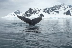 Whale Tail Snow Ocean