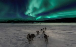 Dog Sledding huskies in the snow with northern lights aurora borealis
